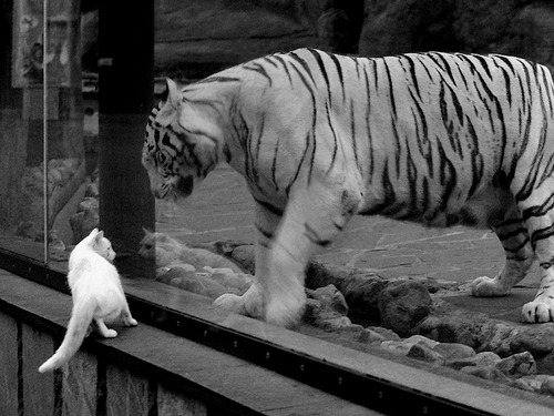 球场与外交的碰撞，阿圭罗闪耀之夜背后的埃及-加拿大强压风云